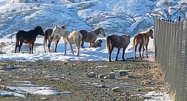 Kulp'ta aç kalan yaban atları grup halinde merkeze indi