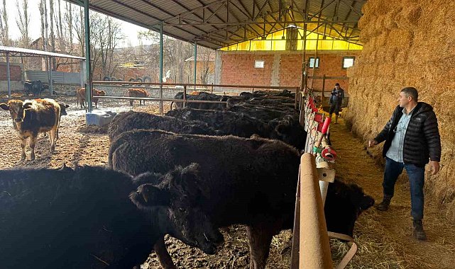 Kütahya'da teslim edilen büyükbaş hayvanların kontrol ve muayeneleri yapıldı