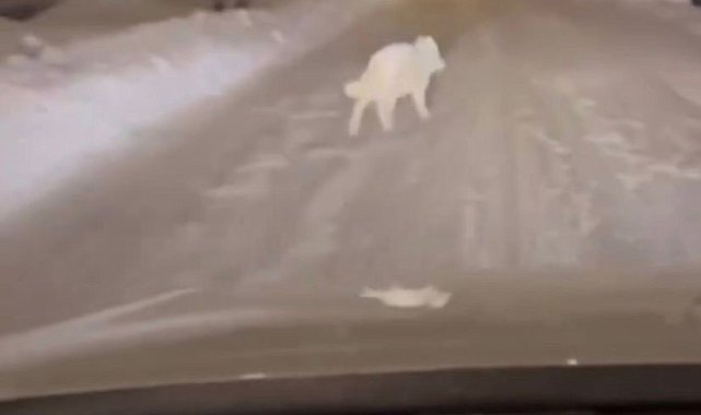 Patnos ilçe merkezinde kurt görüldü