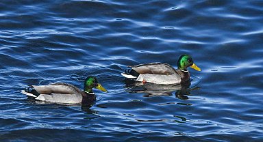 Tatvan sahilinde yeşilbaş ördekler fotoğraflandı