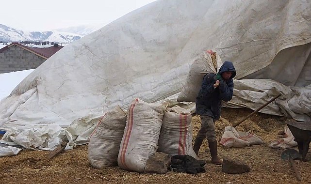 Tatvan'da yayladan besiye dönüş