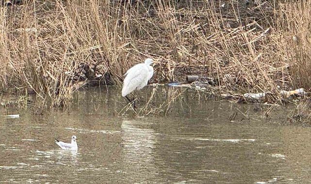 Alaplı Çayı yüzlerce kuş türüne köprü oluyor
