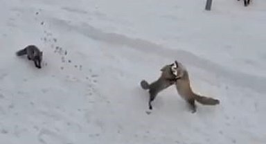 Ardahan'da tilkilerin 'ekmek kavgası' kamerada