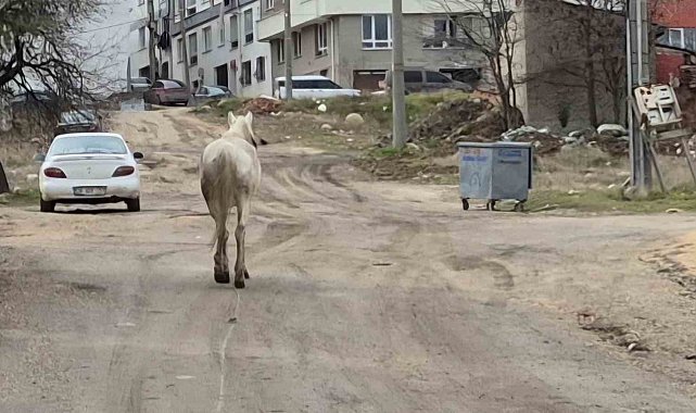 Başıboş atlar sokaklarda