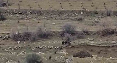 Diyarbakır'da domuz sürüsü yerleşim yerine indi