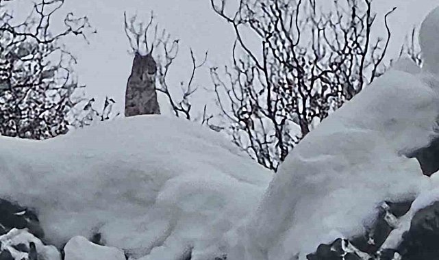 Elazığ'da koruma altındaki vaşak görüntülendi