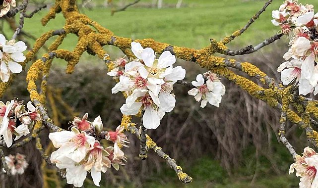 Hayrabolu'da badem ağaçları erken çiçek açtı