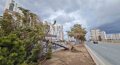 Kayseri'de şiddetli rüzgar ağacı kökünden söktü