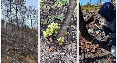 KBÜ yangın sonrası ekolojik süreci araştıracak