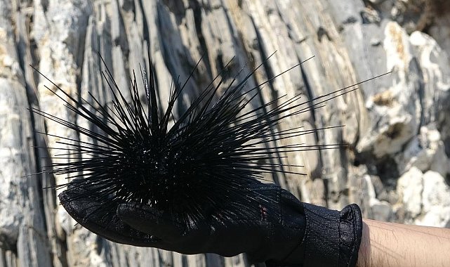 Marmara'nın denizkestanesi avcılığına açılmasına tepki