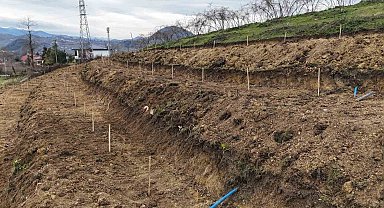 Ordu'da fındıkta verimi arttırmak için yeni teknikler