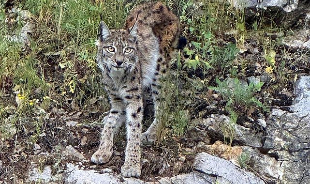 "Ormanın hayaleti" vaşak Kemaliye'de görüntülendi