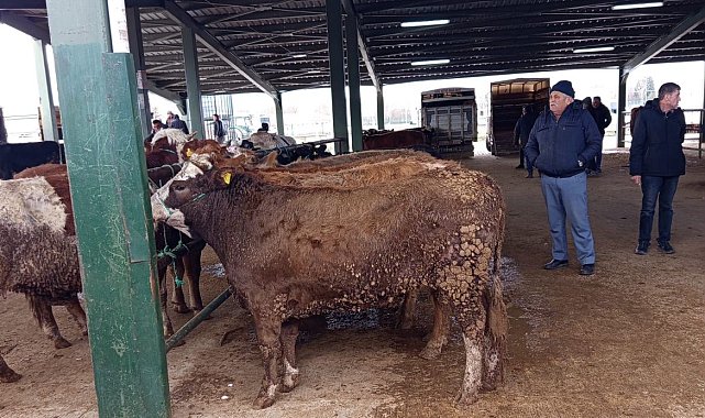 Tavşanlı hayvan pazasında Kurban Bayramı öncesi hareketlilik erken başladı