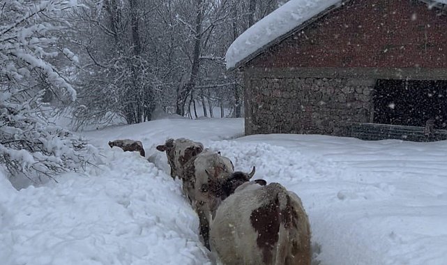 Tunceli'de kar kalınlığı 1,5 metreyi aştı: İnekler karda kayboldu