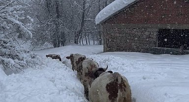 Tunceli'de kar kalınlığı 1,5 metreyi aştı: İnekler karda kayboldu