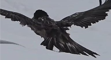 Tunceli'de karlı arazide kara akbaba görüntülendi