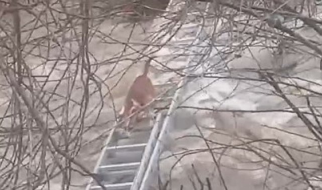 Turgutlu'da derede mahsur kalan köpek kurtarıldı