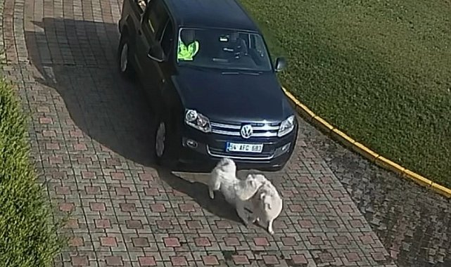 Valilik Konağı'ndaki "köpek ölümü" olayının görüntüleri ortaya çıktı