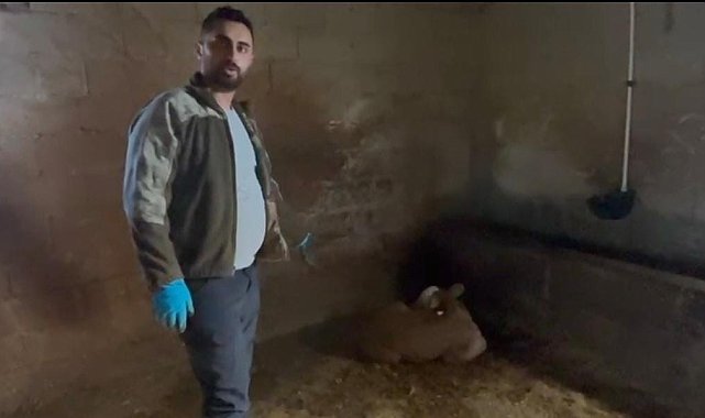 Yozgat'ta ahırlara yıldırım düştü, hayvanlar telef oldu