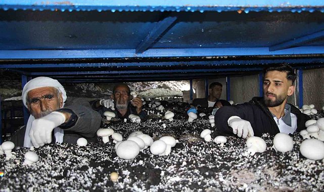 2 bin yıllık tarihi mağarada mantar üretim tesisi kurdu