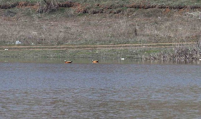 Ağustos ayında kurumaya başlayan Kızılca göleti yeniden doldu