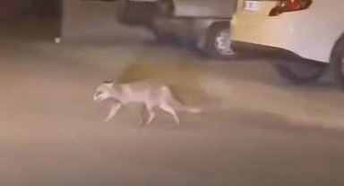 Ankara'da aç kalan tilki mahalleye indi