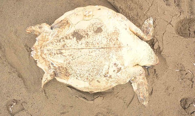 Antalya'da ölü caretta caretta kıyıya vurdu