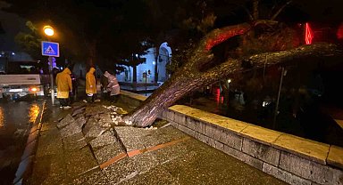 Aydın kent merkezinde faciadan dönüldü: Asırlık çam ağacı devrildi
