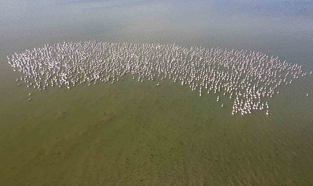 Baharın habercisi allı turnalar Yozgat'ta görüntülendi