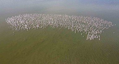 Baharın habercisi allı turnalar Yozgat'ta görüntülendi
