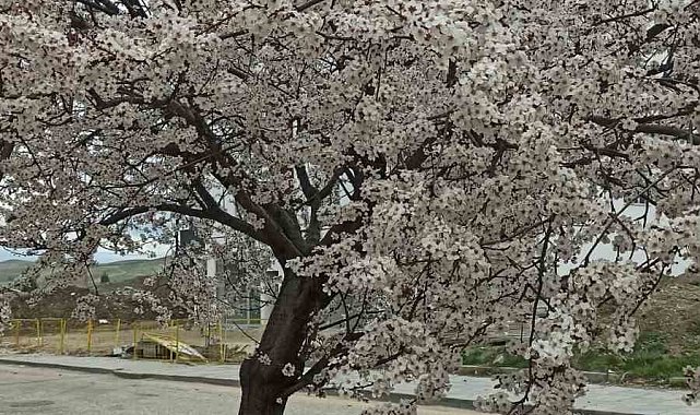Beypazarı'nda badem ve kayısı ağaçları çiçek açtı
