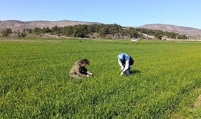 Bilecik'te buğday ekili alanlar denetlendi