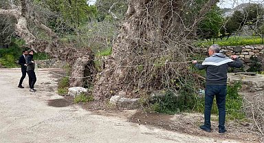 Bodrum'da 2 bin yıllık dev çınar keşfedildi