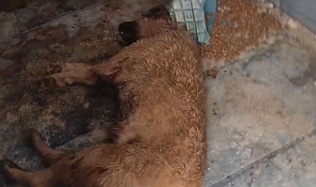 Bucak Belediyesi Sokak Hayvanları Bakımevi ve Rehabilitasyon Merkezi'nde feci görüntüler