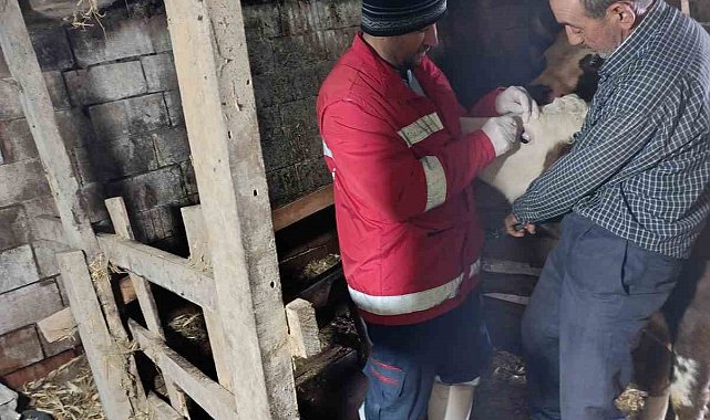 Çarşamba'da şap aşılamaları sürüyor