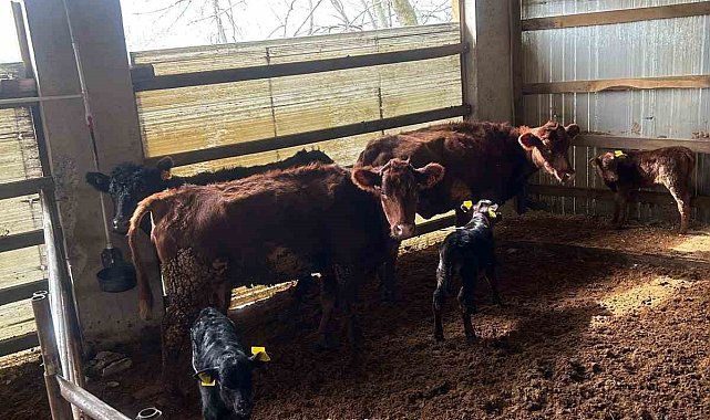 Çaycuma'da yeni doğan buzağılar kayıt altına alındı