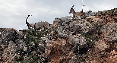 Dağ keçileri sürü halinde görüntülendi