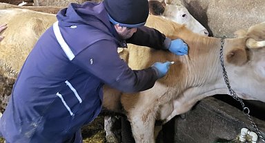 Demirözü'nde aşılama ve küpeleme çalışmaları devam ediyor