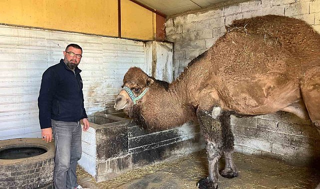 Deve güreşleri iptal edilince develer dinlenmeye çekildi