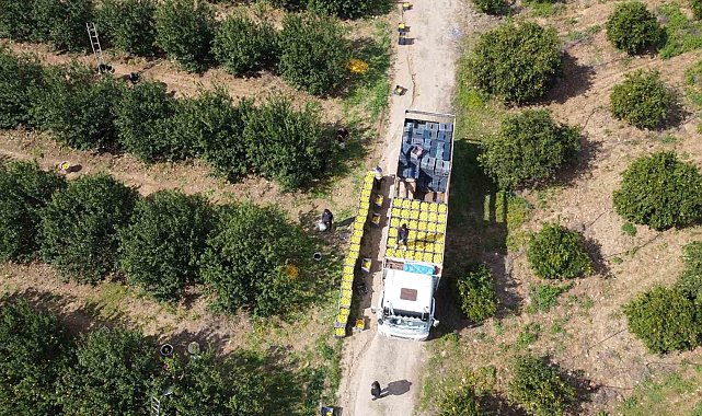 Dikenli limon üreticinin yüzünü güldürdü