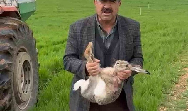 Diyarbakırlı çiftçi, tarlada yakaladığı gebe tavşanı yaşam alanına bıraktı