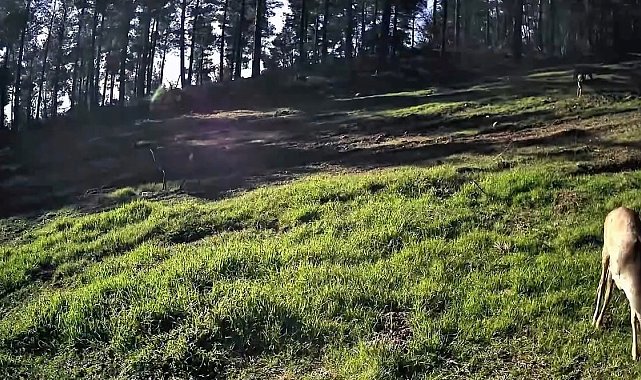 Ganos Dağları'nda karaca sürüsü fotokapana yansıdı