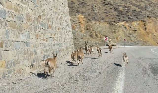 Gümüşhane'de yaban keçileri yavrularıyla birlikte görüntülendi