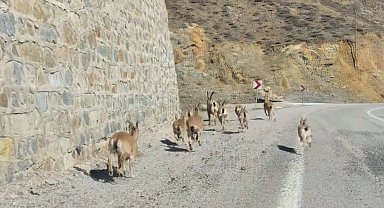 Gümüşhane'de yaban keçileri yavrularıyla birlikte görüntülendi