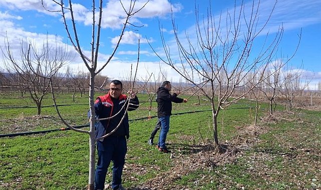 Iğdır'da çiftçilere uygulamalı meyve ağacı budama eğitimi