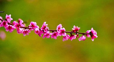 İznik Ovası'nda bahar şöleni : Şeftali bahçeleri kartpostallık görüntüler oluşturdu