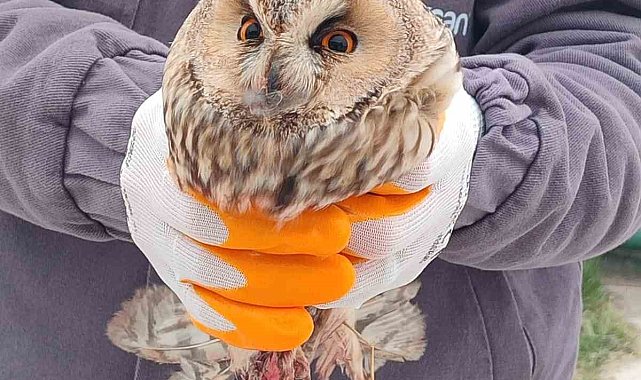 Karapınar'da yaralı baykuş tedaviye alındı