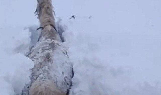 Kars'ta bu kez at kara saplandı