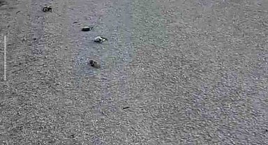 Kastamonu'da onlarca kuş yolda telef olmuş halde bulundu