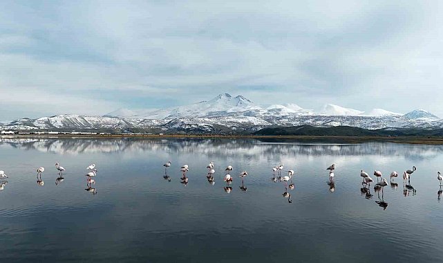 Kayseri'nin ilk flamingo kafilesi geldi